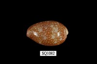 藏品(雪山寶螺)的圖片